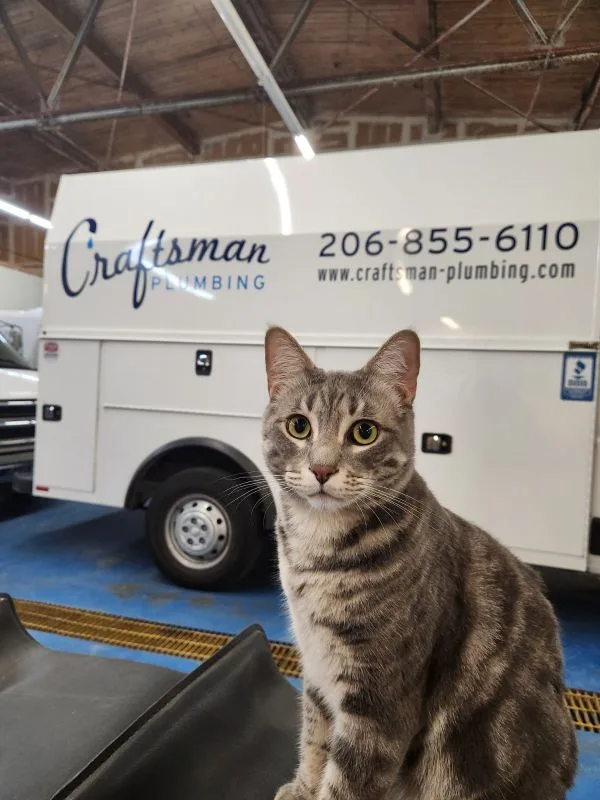 An image of Chef, a shop cat from Craftsman Plumbing