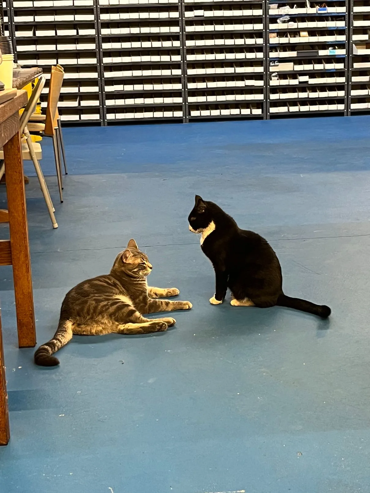 An image of Chef and Hank, shop cats from Craftsman Plumbing